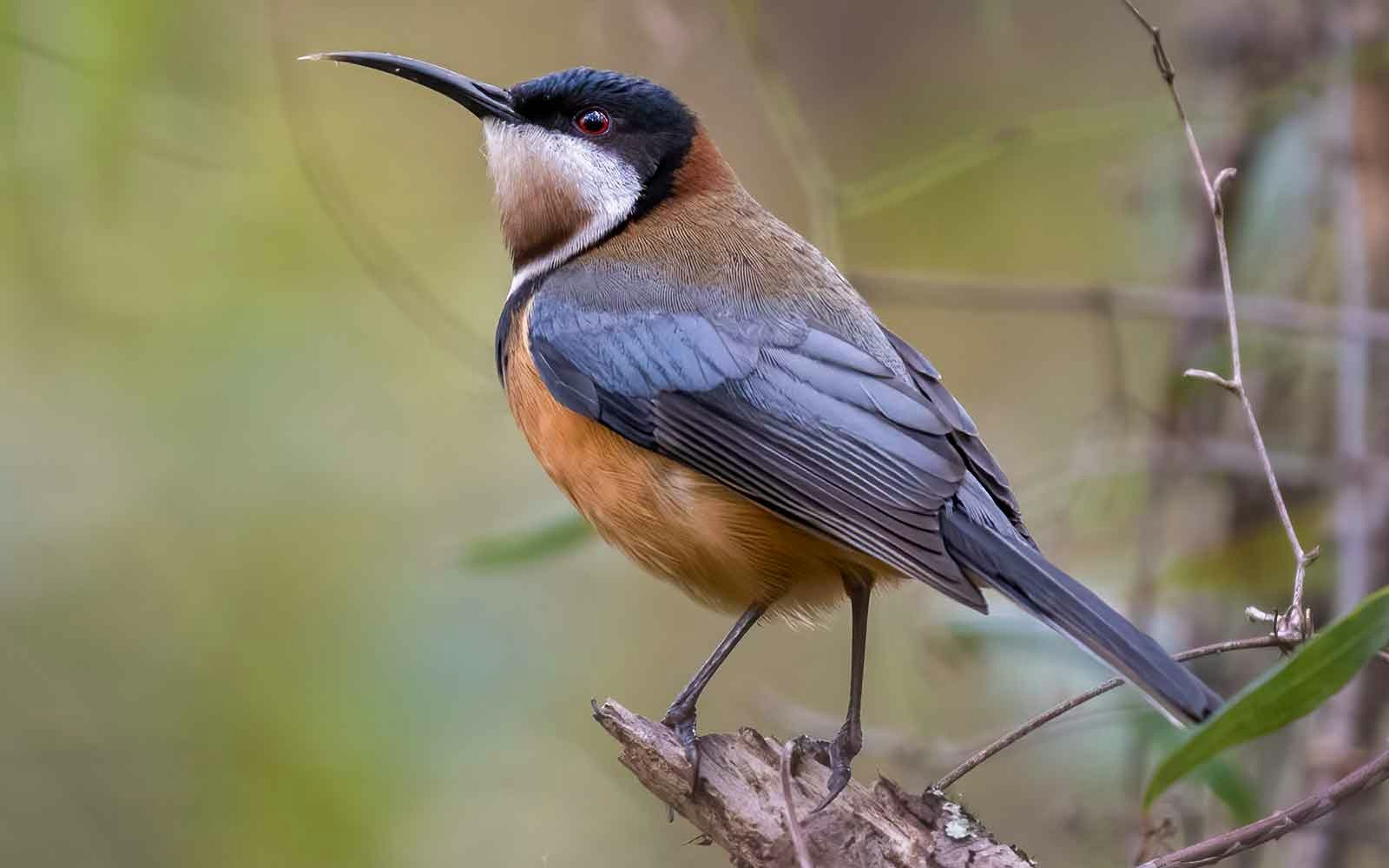 Eastern Spinebill