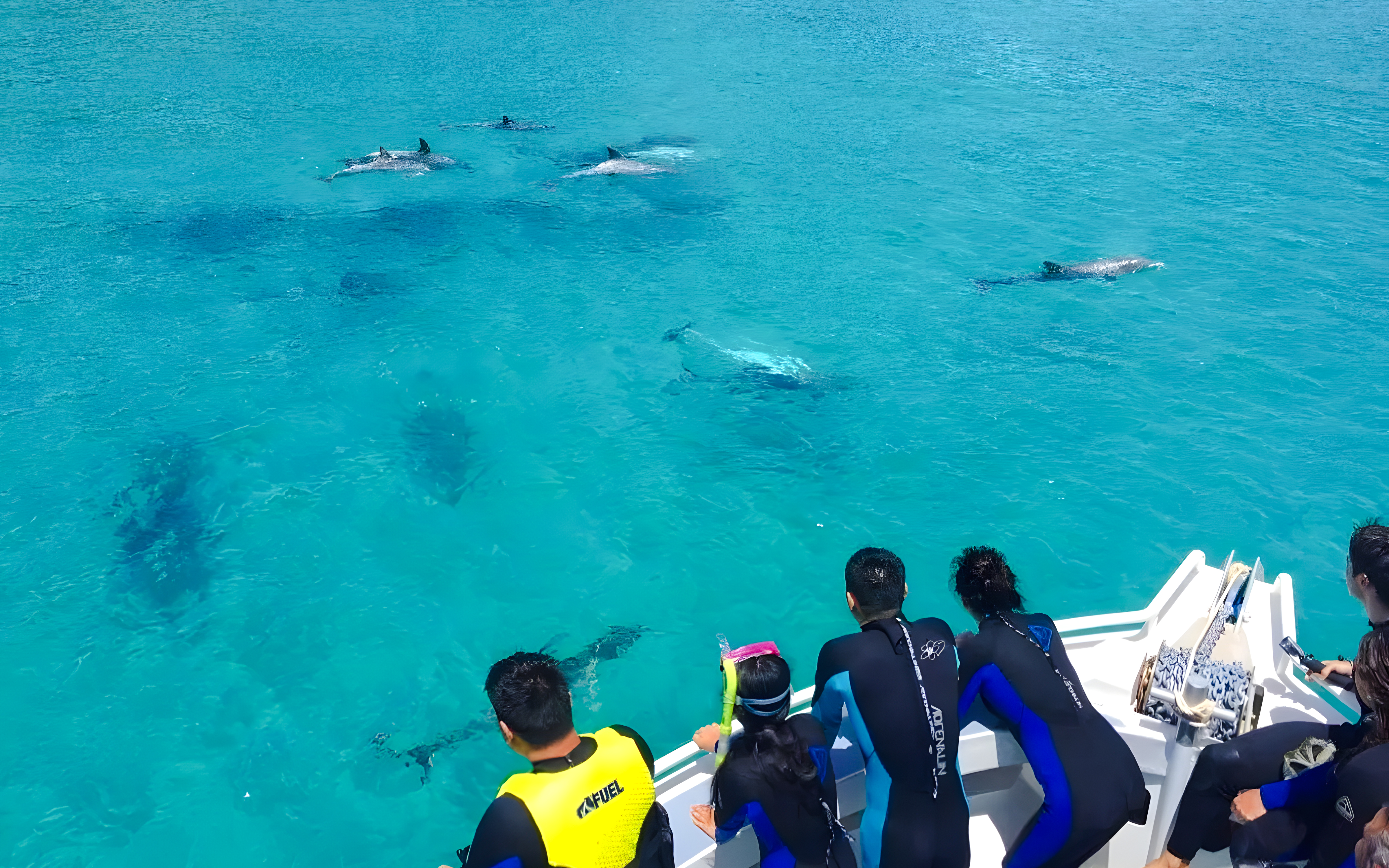 People in wetsuits on a cruise watching dolphins swim near Kangaroo Island.