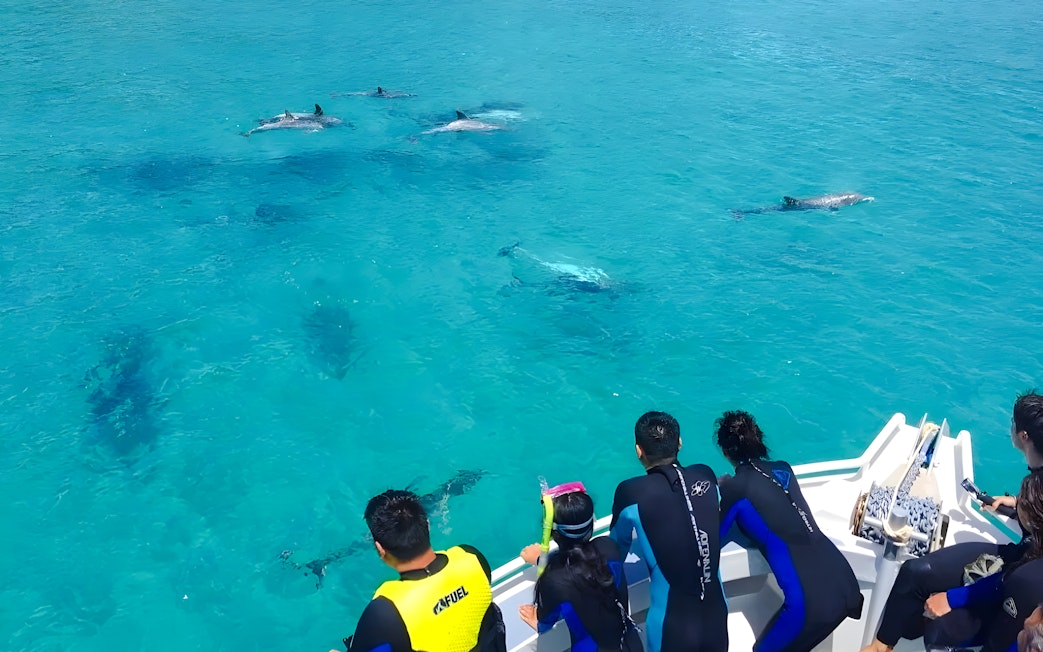 People in wetsuits on a cruise watching dolphins swim near Kangaroo Island.