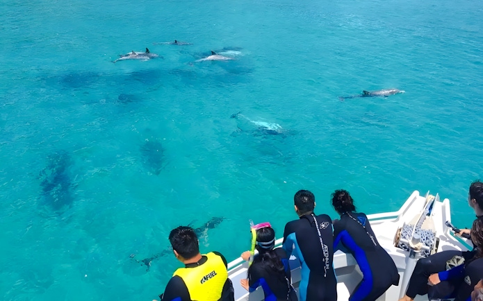 People in wetsuits on a cruise watching dolphins swim near Kangaroo Island.