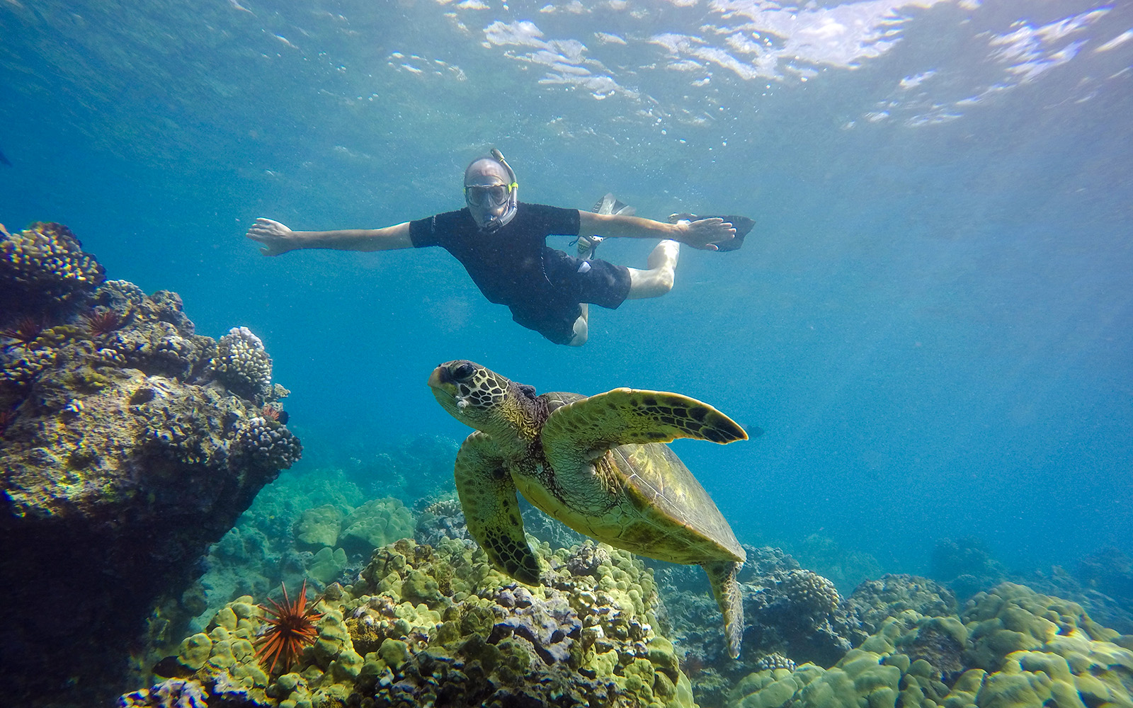 Snorkeler swimming with sea turtle near coral reef on Road to Hana, Maui, Hawaii.