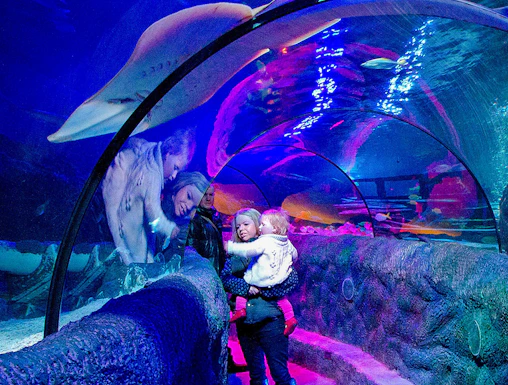 Visitors walking through the Ocean Tunnel at Sea Life Loch Lomond, viewing marine life above.