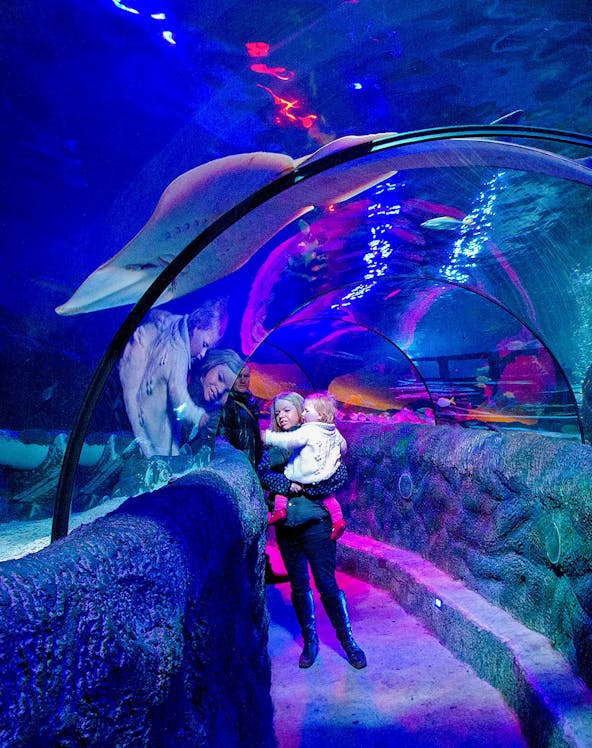 Visitors walking through the Ocean Tunnel at Sea Life Loch Lomond, viewing marine life above.