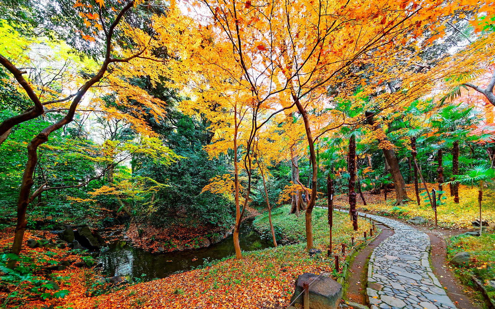 Pathway through vibrant autumn foliage in a Tokyo park.