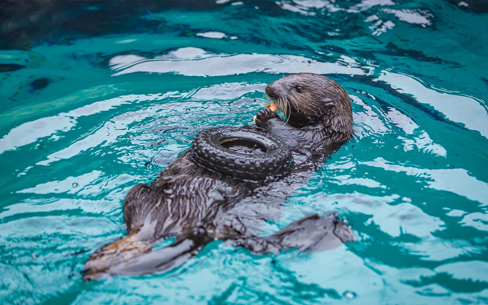 Sea otter holding a tire while feeding in aquarium water.