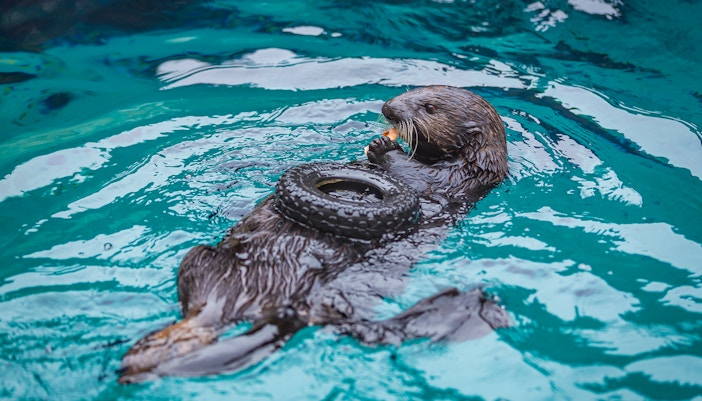 Sea otter feeding at aquarium exhibit
