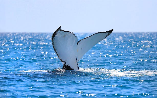 Whale tail emerging from ocean during Hawaii boat tour.