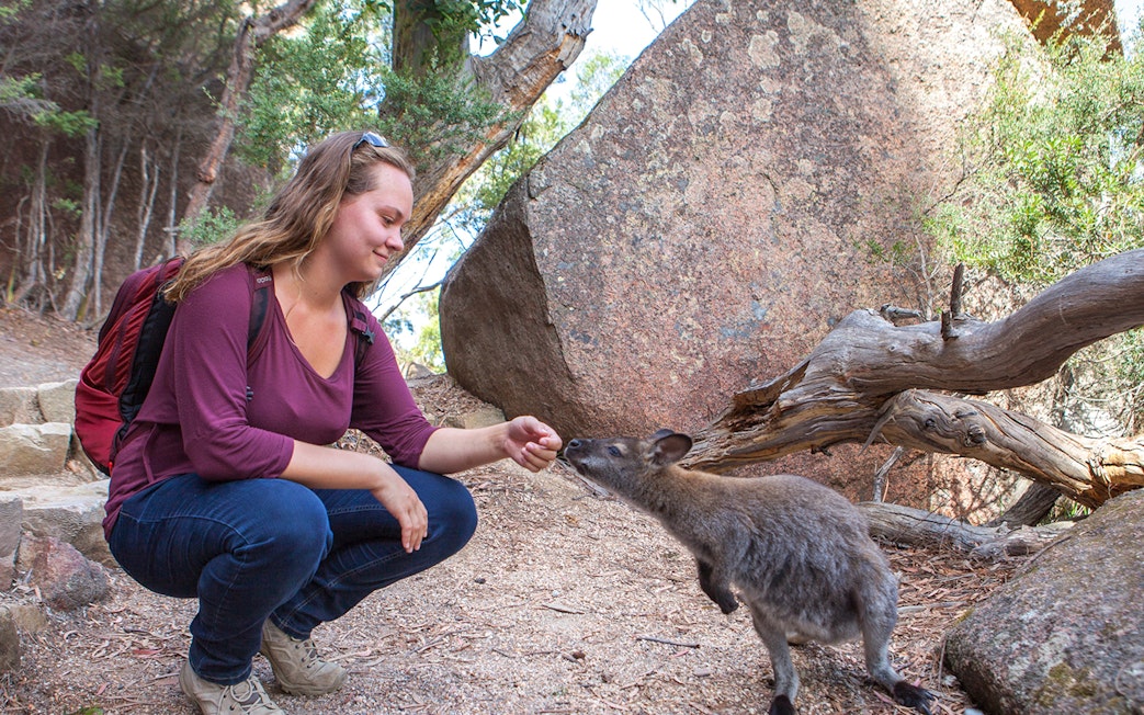 Person feeding a wallaby on a trail near Wineglass Bay, Tasmania.