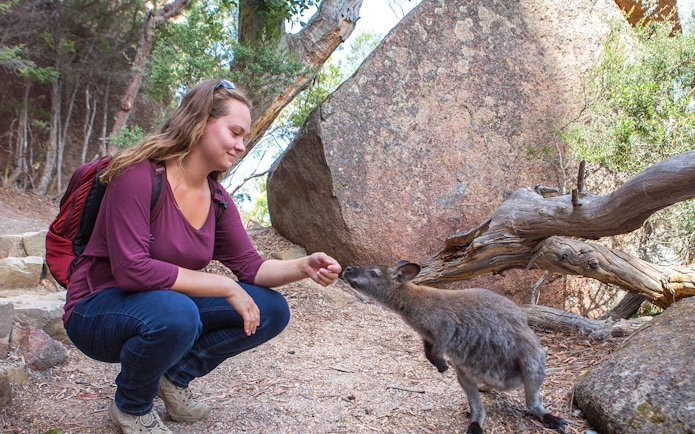 Person feeding a wallaby on a trail near Wineglass Bay, Tasmania.