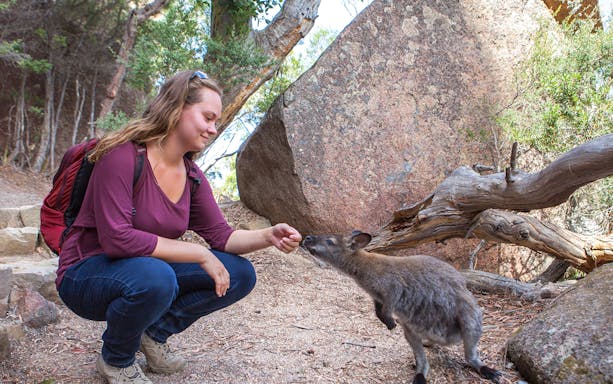 Person feeding a wallaby on a trail near Wineglass Bay, Tasmania.