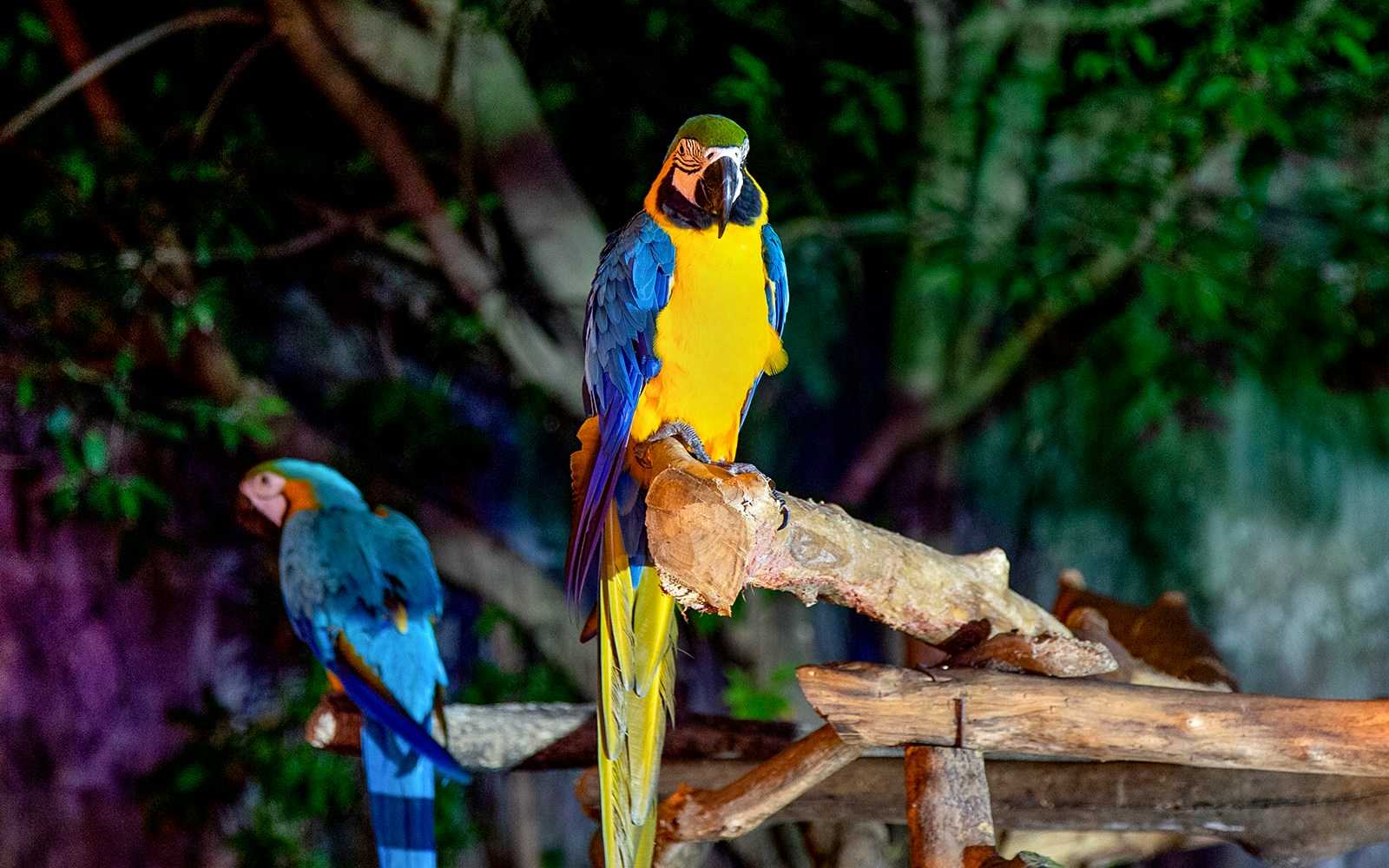 Chiang Mai Night Safari Park
