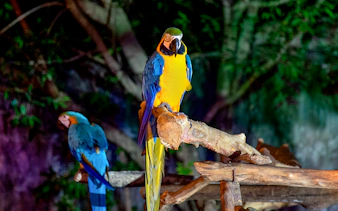 Two macaws perched on a branch at Chiang Mai Night Safari.
