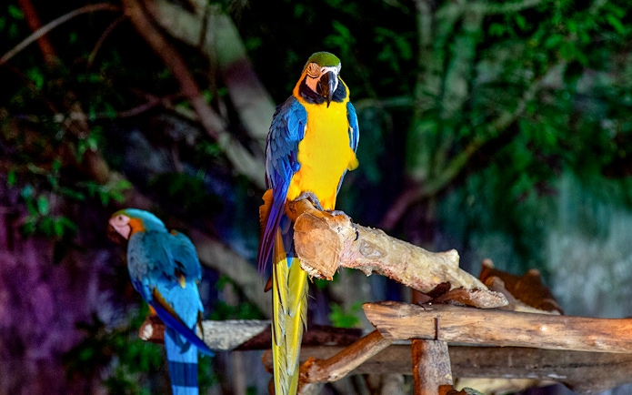 Two macaws perched on a branch at Chiang Mai Night Safari.