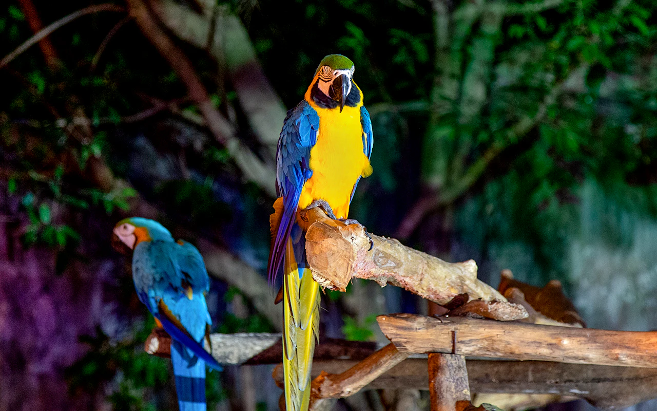 Chiang Mai Night Safari Tickets with Transfers: Non-Thai Residents — 4