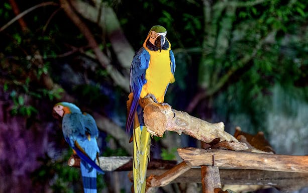 Two macaws perched on a branch at Chiang Mai Night Safari.