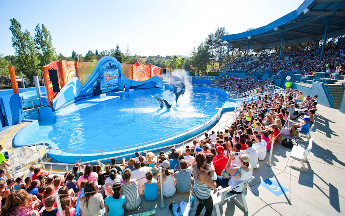 Dolphins performing at Discovery Kingdom show, Six Flags, California, with audience watching.