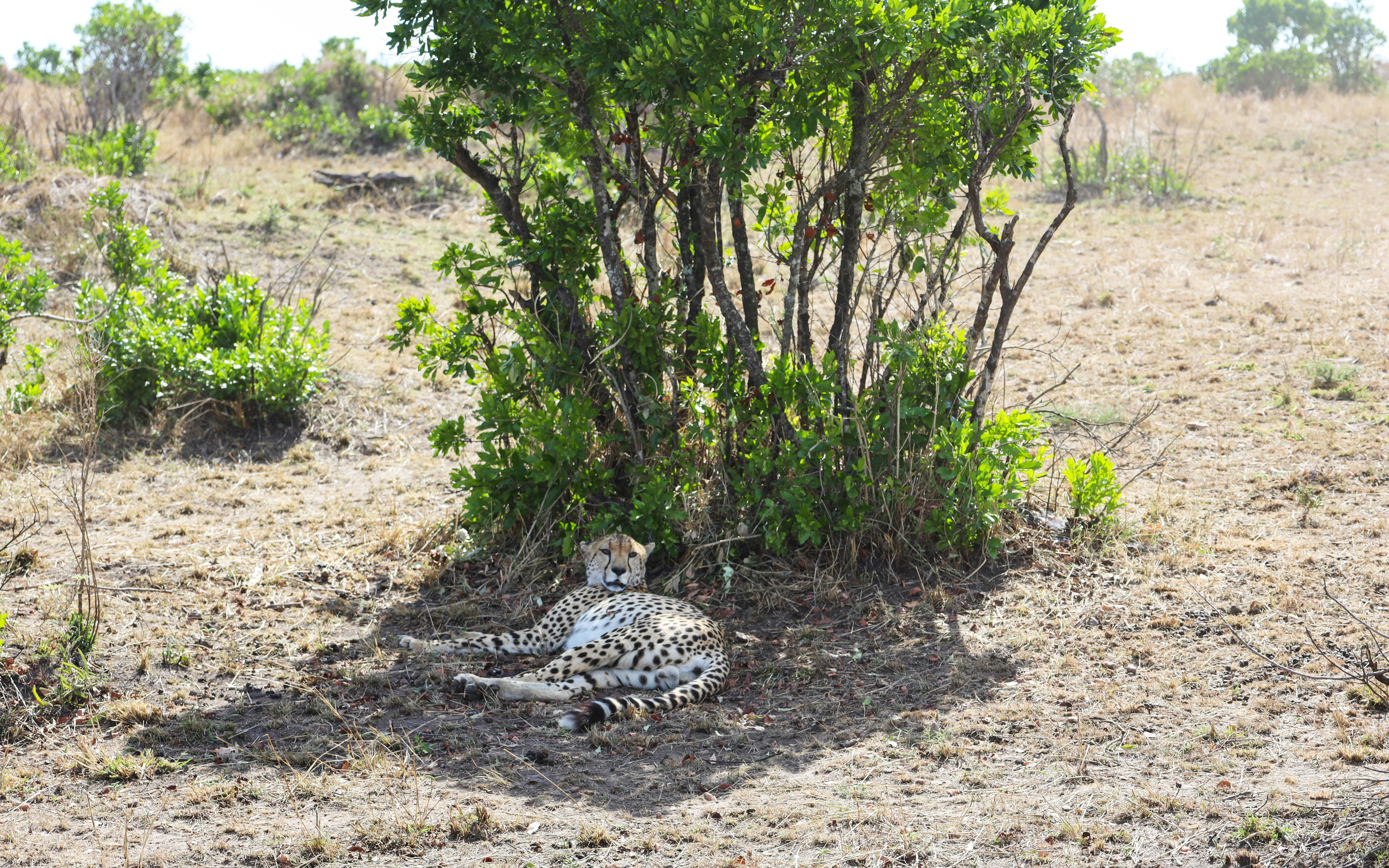 Cheetah resting under a tree in Masai Mara Safari, Kenya.