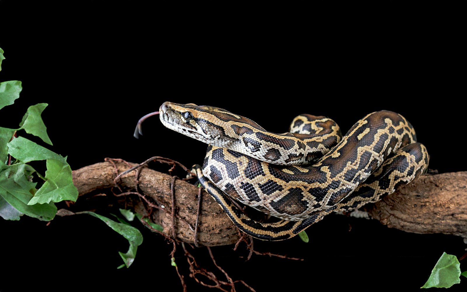 Burmese python coiled on a tree branch in its natural habitat.