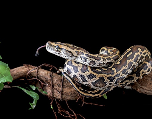 Burmese python coiled on a tree branch in its natural habitat.