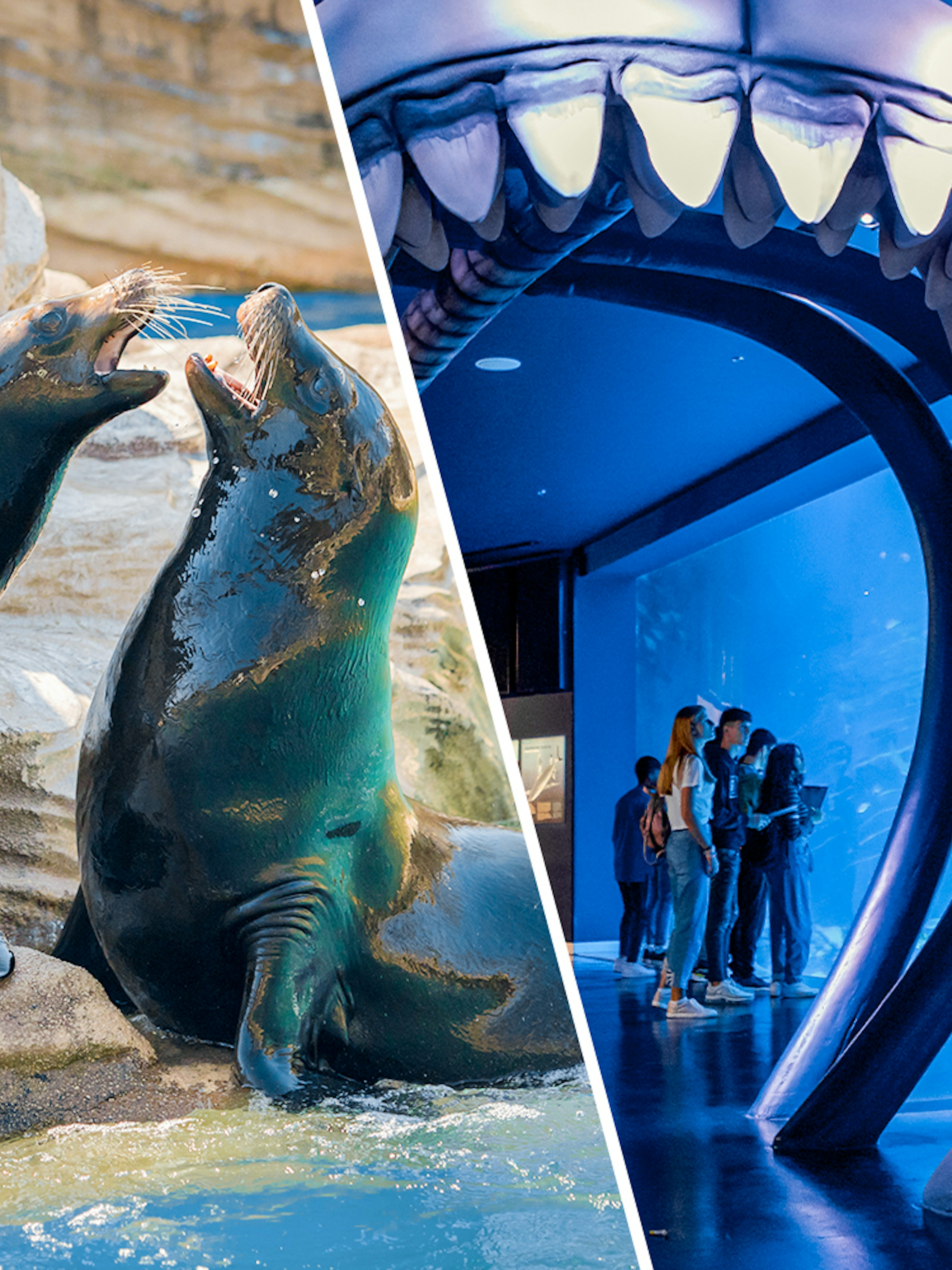 Sea lions at Madrid Zoo and visitors at Atlantis Aquarium under shark jaw exhibit.