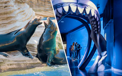 Sea lions at Madrid Zoo and visitors at Atlantis Aquarium under shark jaw exhibit.