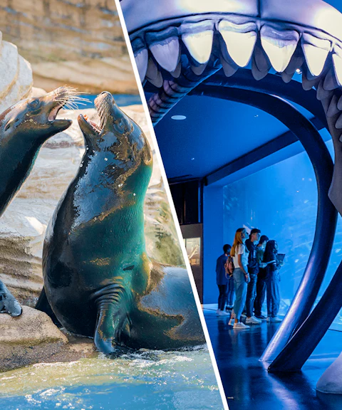 Sea lions at Madrid Zoo and visitors at Atlantis Aquarium under shark jaw exhibit.