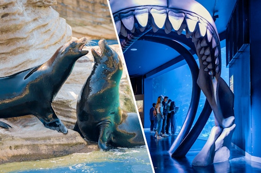 Combo (Save 5%): Madrid Hayvanat Bahçesi Akvaryumu + Atlantis Akvaryum Biletleri