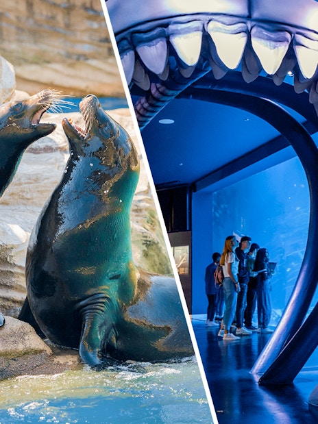 Sea lions at Madrid Zoo and visitors at Atlantis Aquarium under shark jaw exhibit.