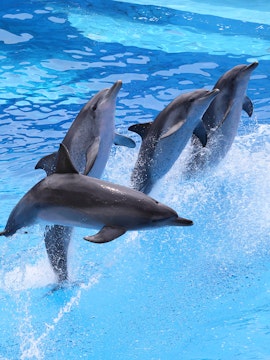 Dolphins leaping in a synchronized show at Oltremare Park Riccione.