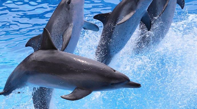 Dolphins leaping in a synchronized show at Oltremare Park Riccione.