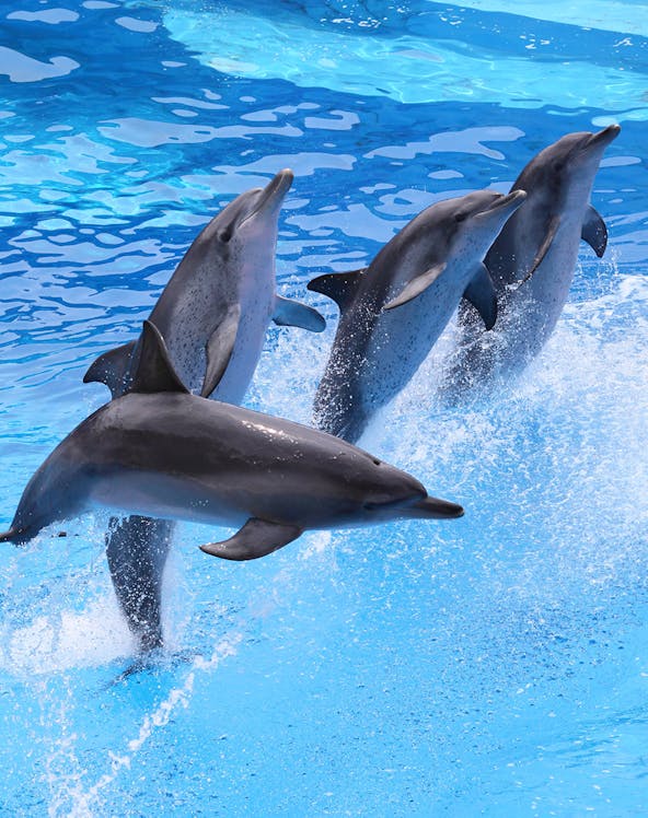 Dolphins leaping in a synchronized show at Oltremare Park Riccione.