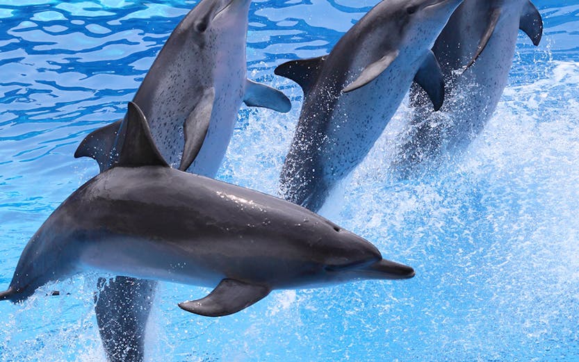 Dolphins leaping in a synchronized show at Oltremare Park Riccione.