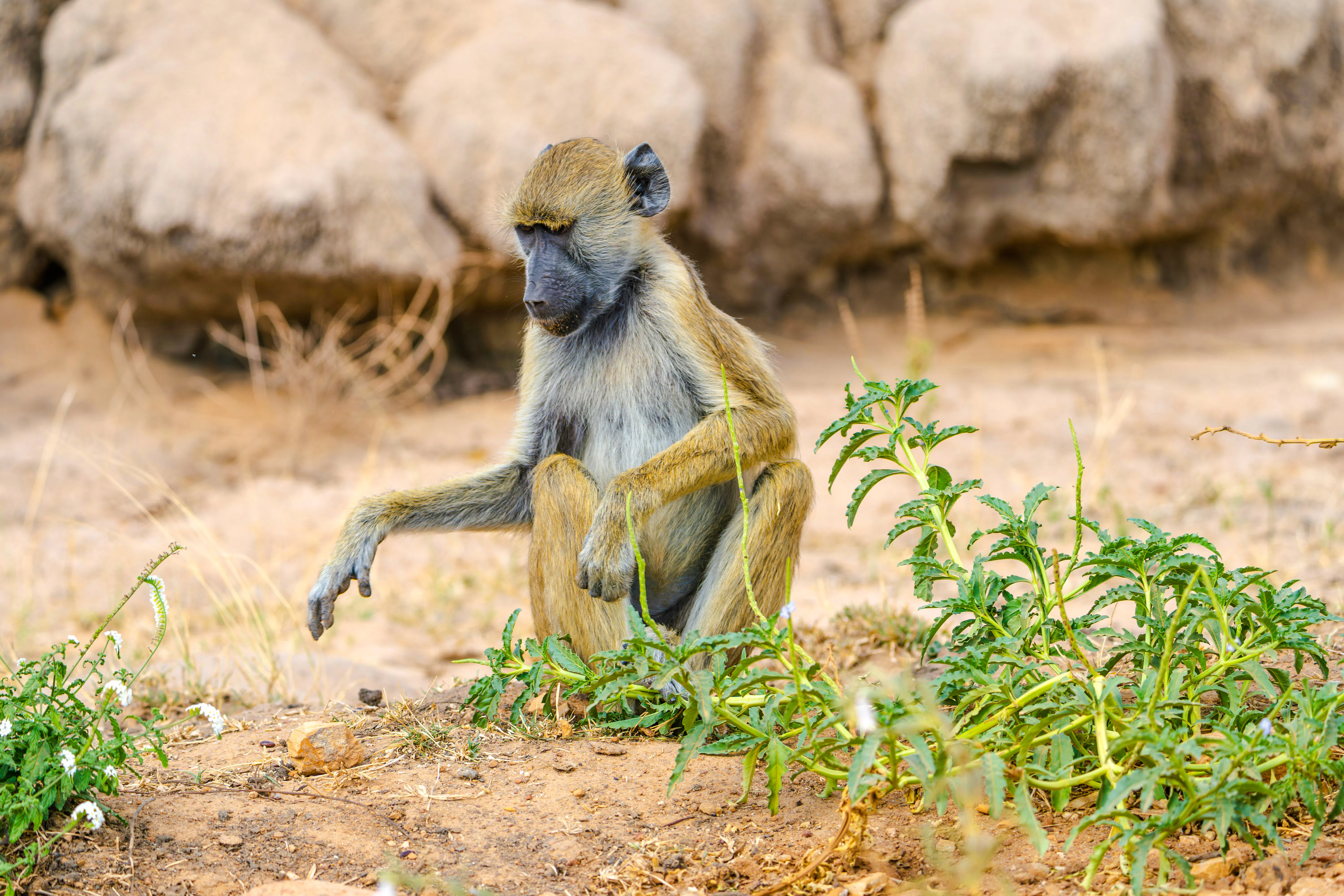 Baboon sitting on the ground in Nyerere National Park during a safari tour.