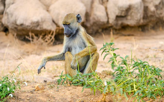 Baboon sitting on the ground in Nyerere National Park during a safari tour.