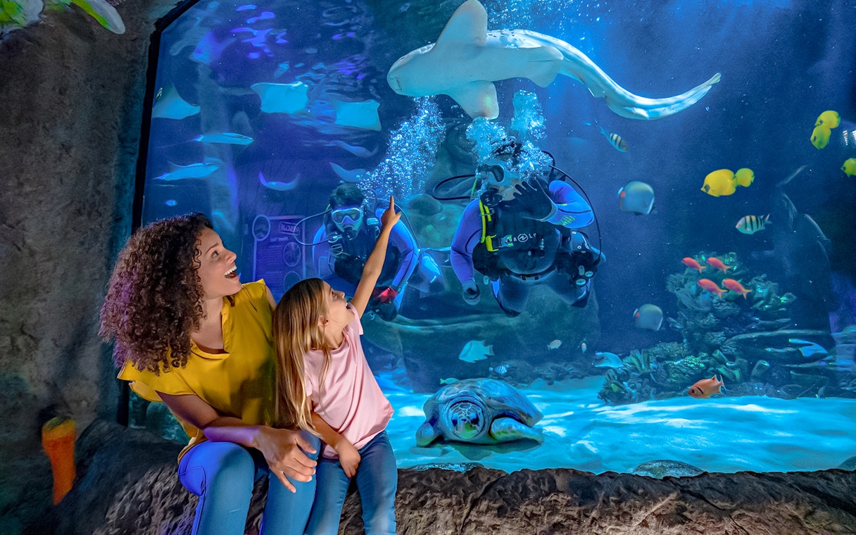 Divers and visitors observing marine life at Sea Life Orlando's Indian Ocean section.