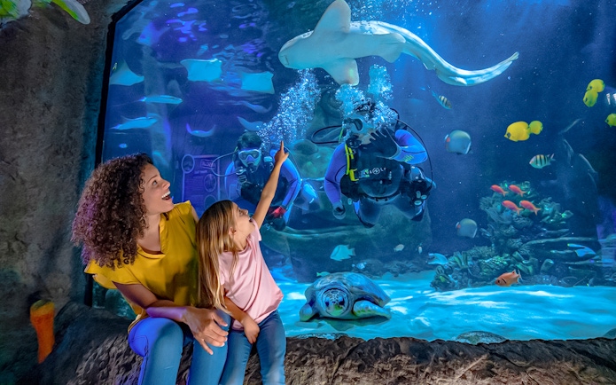 Divers and visitors observing marine life at Sea Life Orlando's Indian Ocean section.