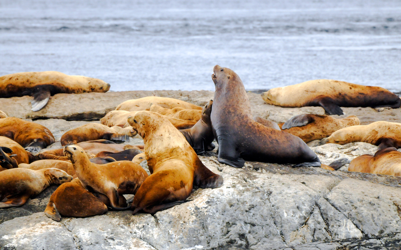 Steller sea lions resting on rocky shore near ocean.