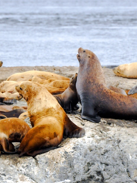 Steller sea lions resting on rocky shore near ocean.