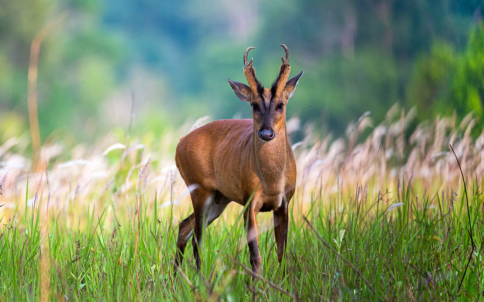 Night Safari Singapore - Barking Deer