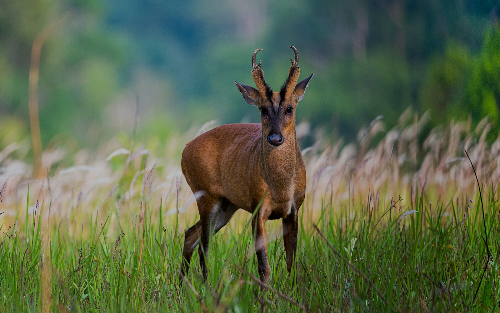 Night Safari Singapore - Barking Deer
