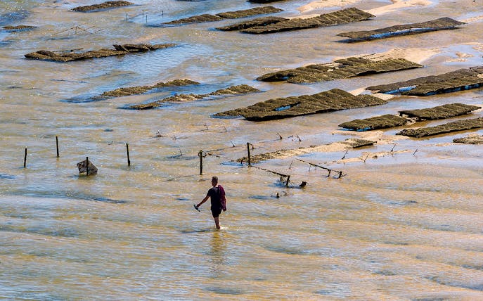 Person walking through oyster beds in Ria Formosa lagoon during private tour.