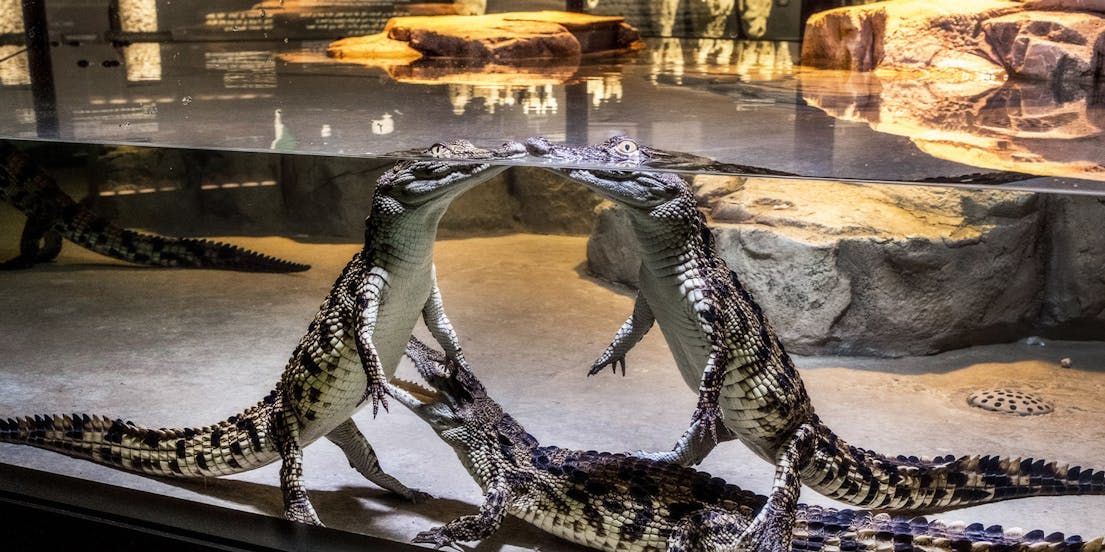 Dubai Crocodile Park