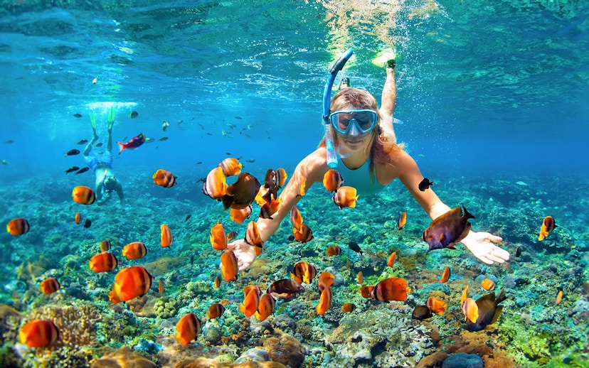 Snorkeler exploring coral reef with colorful fish in Great Barrier Reef, Australia.