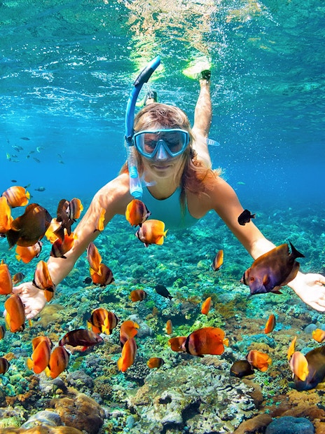 Snorkeler exploring coral reef with colorful fish in Great Barrier Reef, Australia.