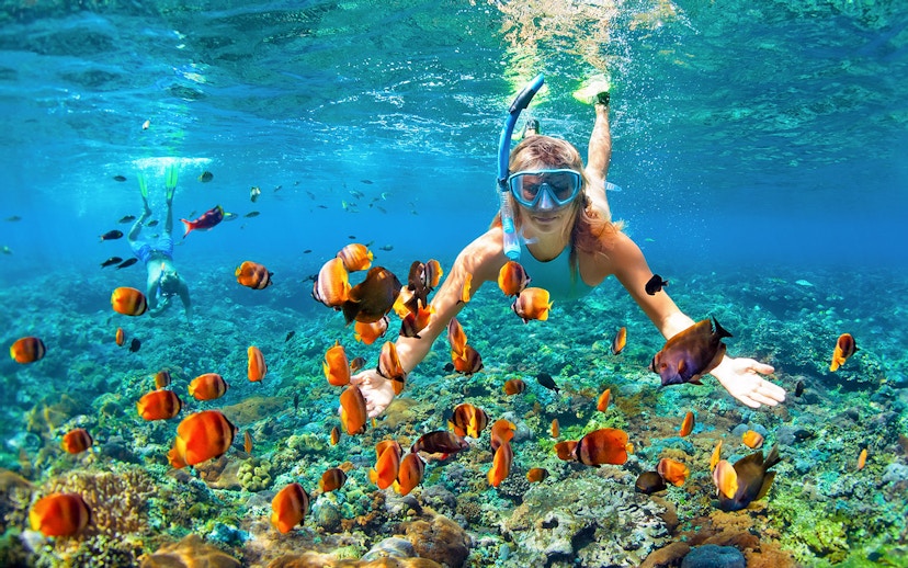 Snorkeler exploring coral reef with colorful fish in Great Barrier Reef, Australia.