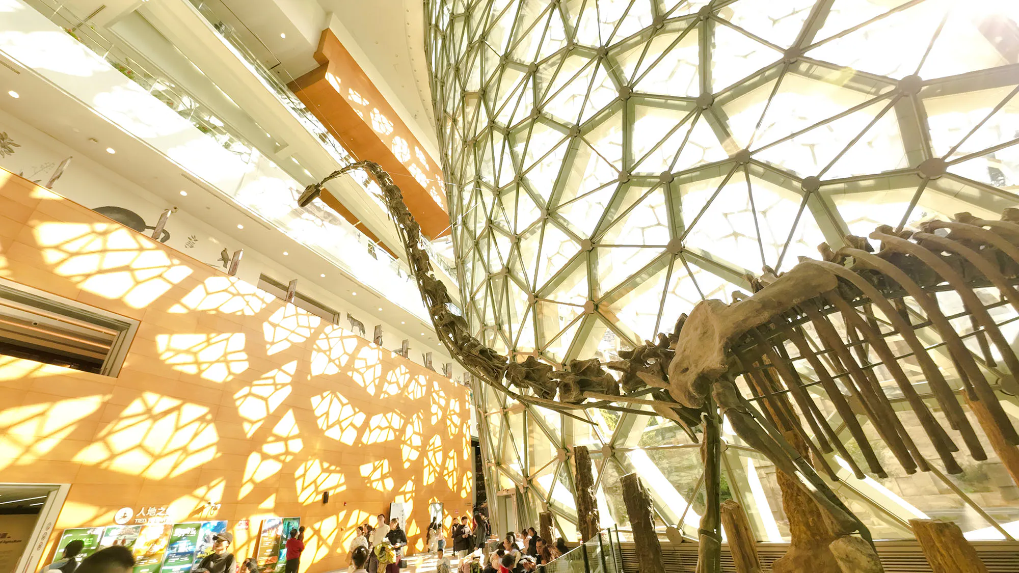 Dinosaur skeleton exhibit inside Shanghai Natural History Museum.