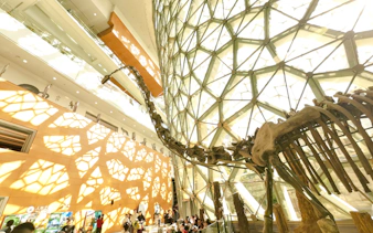 Dinosaur skeleton exhibit inside Shanghai Natural History Museum.