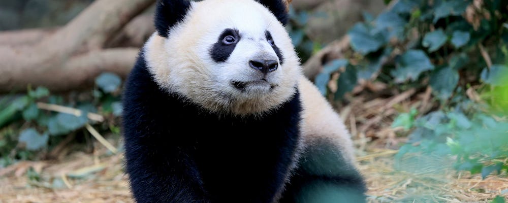 Panda Cub at River Wonders