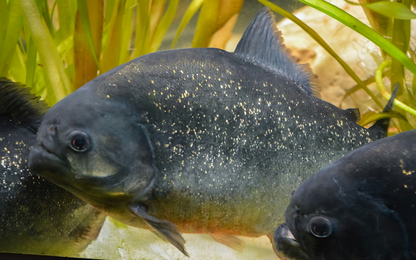 Boottochten Theems tickets