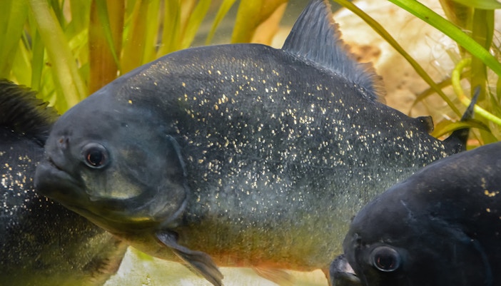 Explore SEA Life London Aquarium